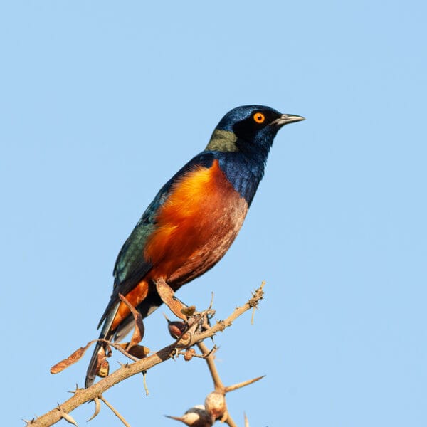 6 Days Southern Ethiopia Birding Safari