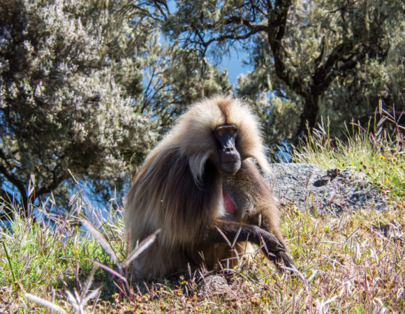 4 Days Simen Mountain Trekking